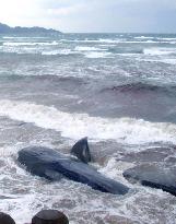 14 beached whales found in Kagoshima Pref.